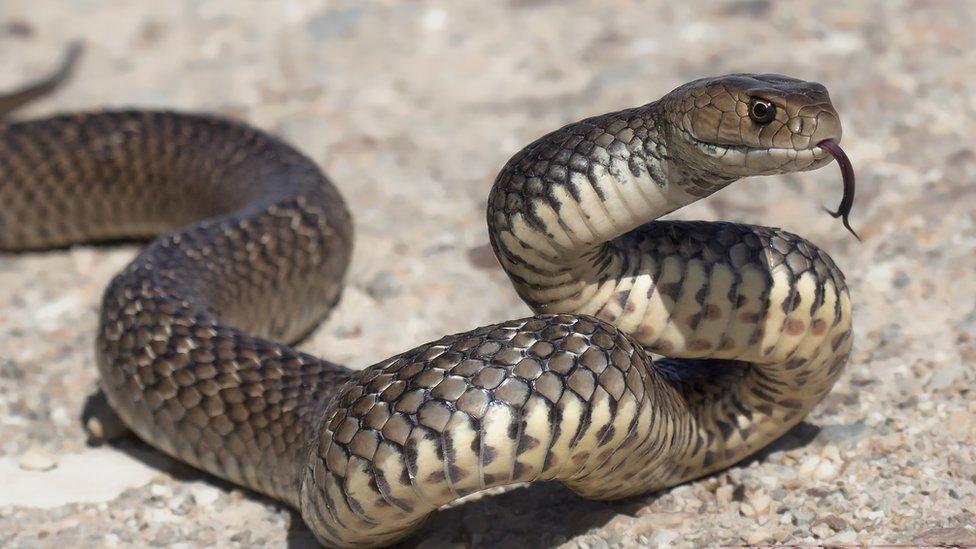 Eastern brown snake