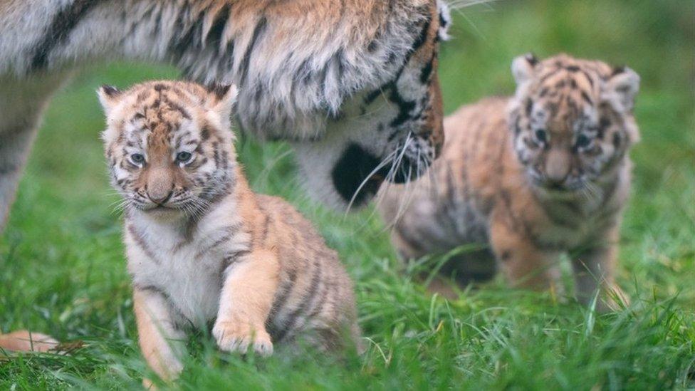 Two Siberian tiger cub twins with their mum