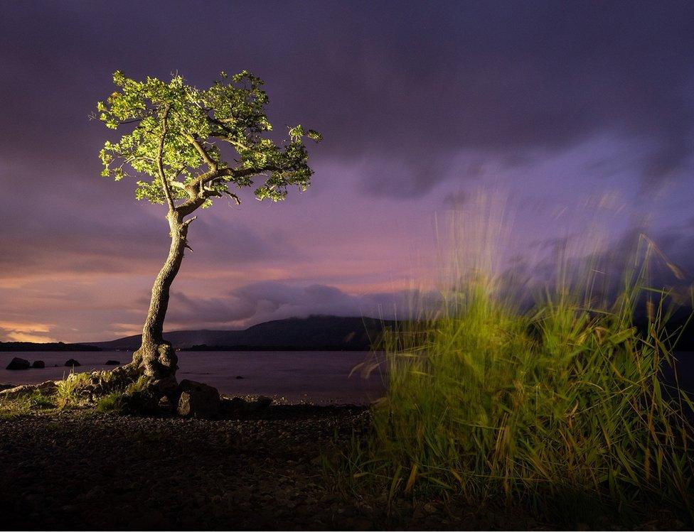 The Milarrochy oak on Loch Lomond