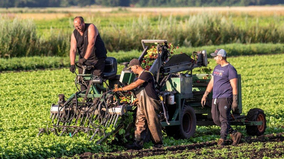 Farmers harvesting radishes in Tarleton, Lancashire