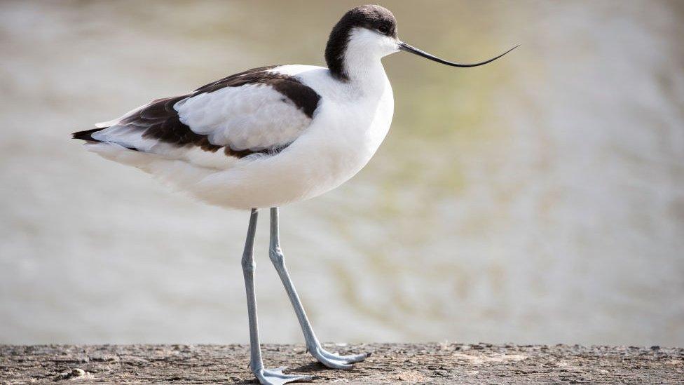 Avocet.