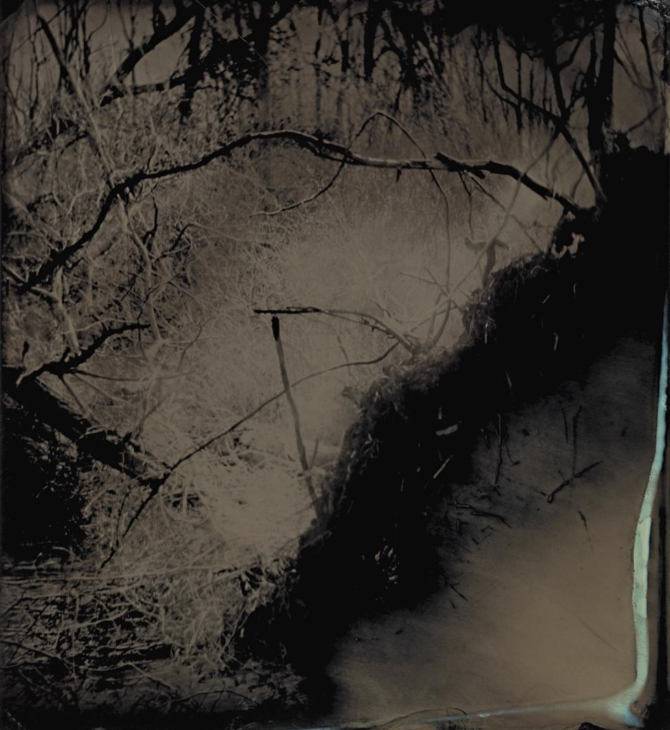 Tintype image of the Great Dismal Swamp in south-eastern Virginia, USA