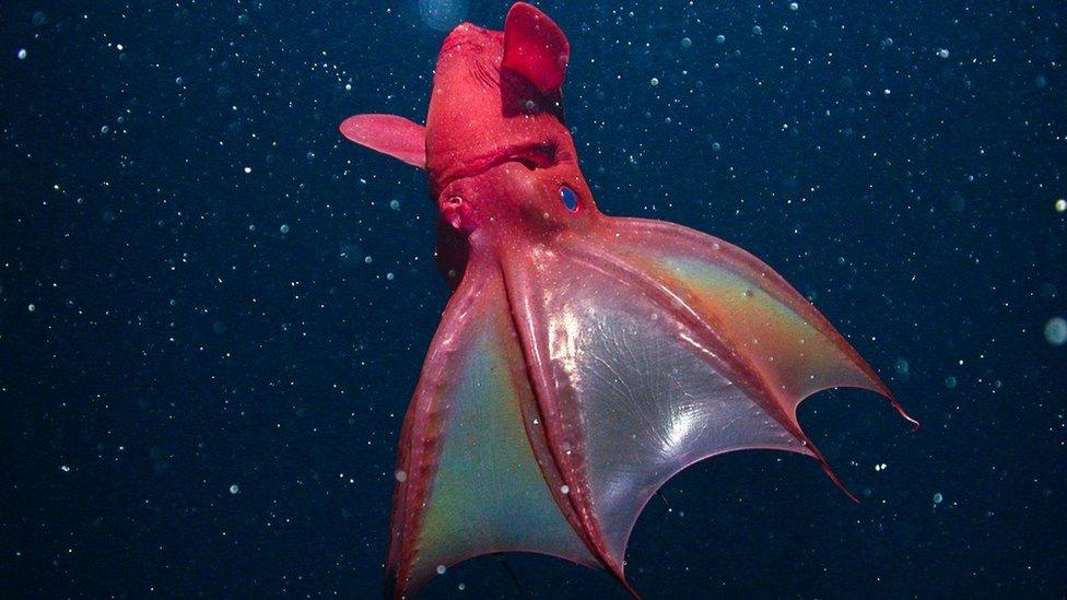 vampire-squid.