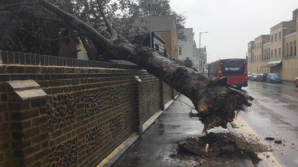 Tree in Ramsgate