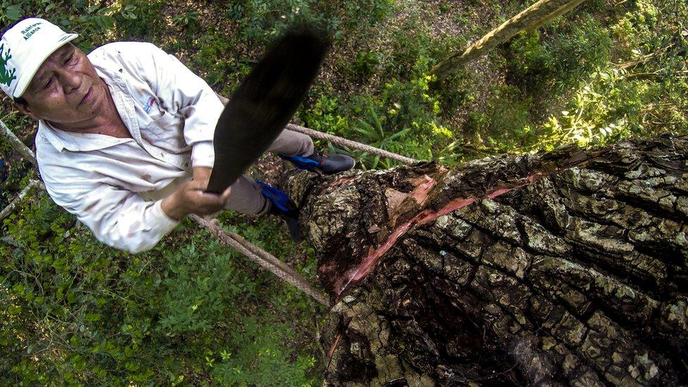 A close-up of a man harvesting chicle