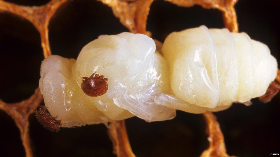 Close-up of a Varroa mite