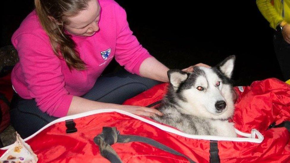 Harley on a stretcher and sleeping blanket