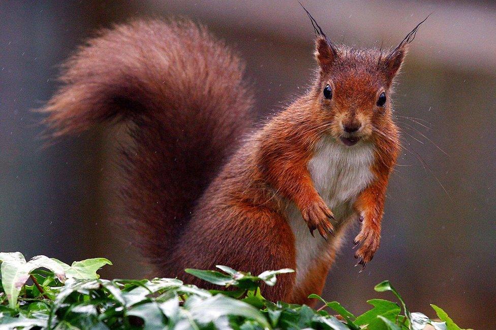 Red squirrel