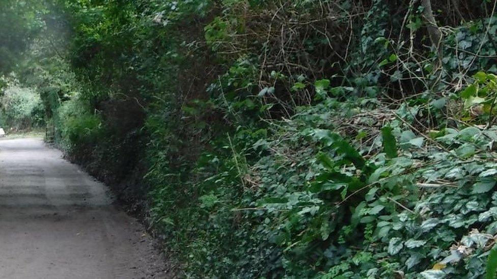 Quiet lanes Cornwall