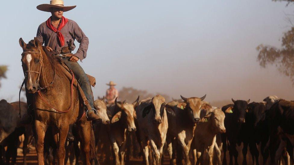 brazil cowboy.