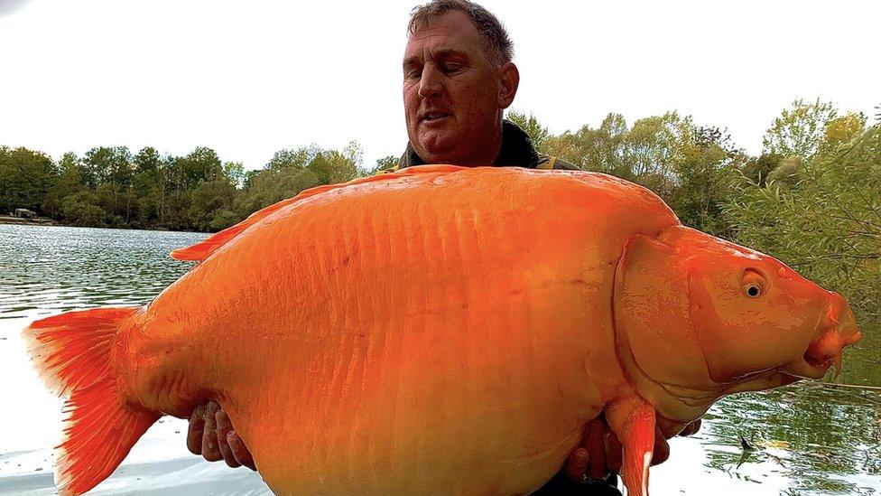 Andy Hackett with The Carrott