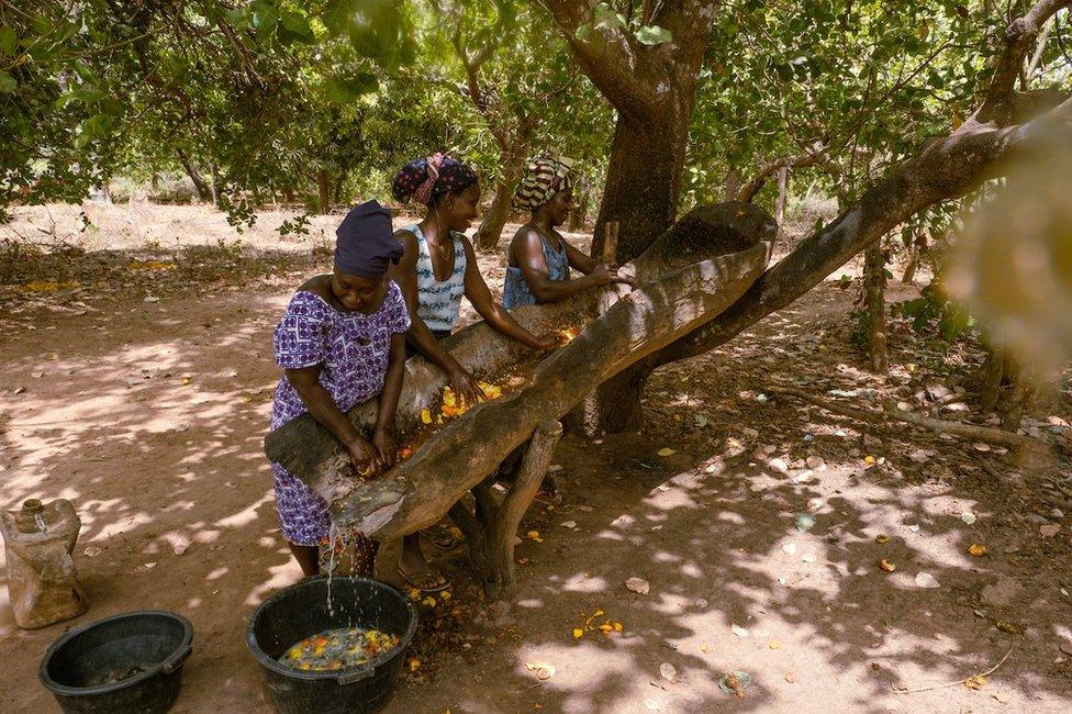 Quinta Cabi, Meia Nianta, and Milu Antonia Da Silva squeeze the juice from cashew apples. They will ferment the juice and then sell it as cashew wine for domestic consumption. Nianta said they can make around 5,000 cfa a day from selling the locally made brew.