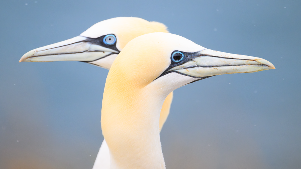 Gannets at Troup Head