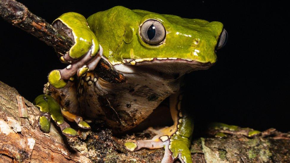 Giant monkey frog