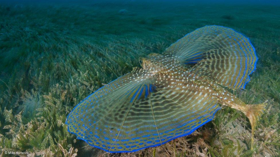 Gurnard fish