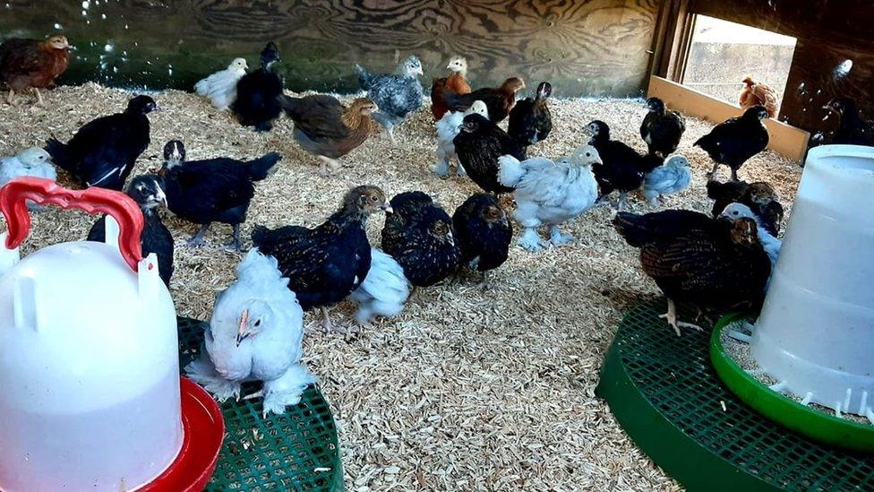 Pencwarre Poultry hens in a hutch