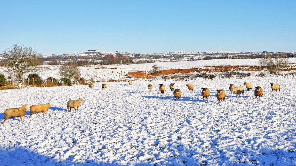 Sheep in Omagh, during the most recent snowfall of this winter