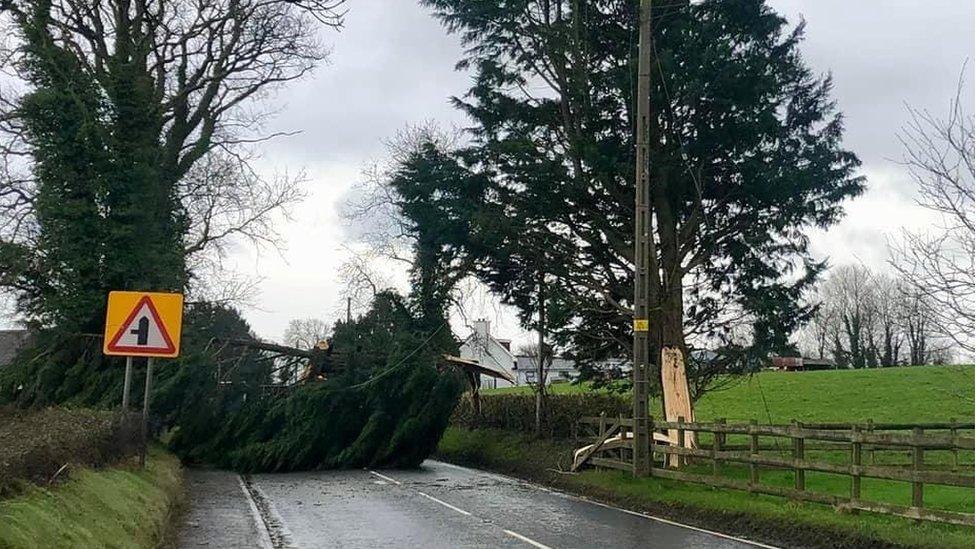 Another tree fell near the County Down village of Donacloney