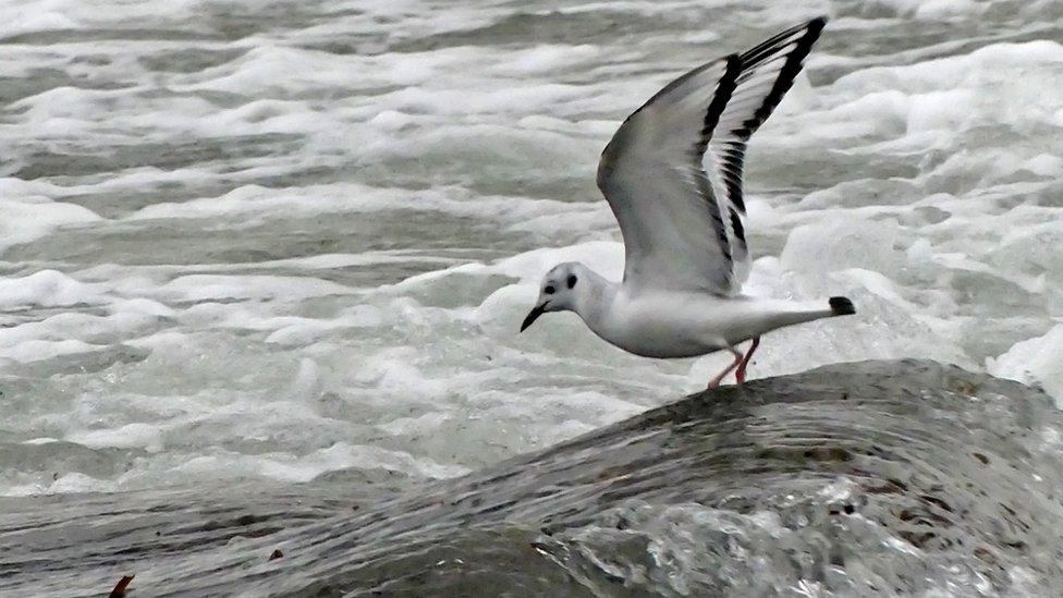 Bonaparte's Gull