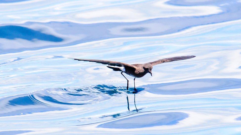 Storm petrel