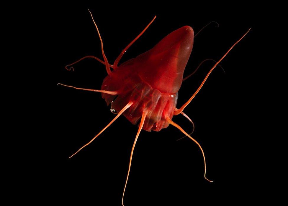 Helmet jellyfish