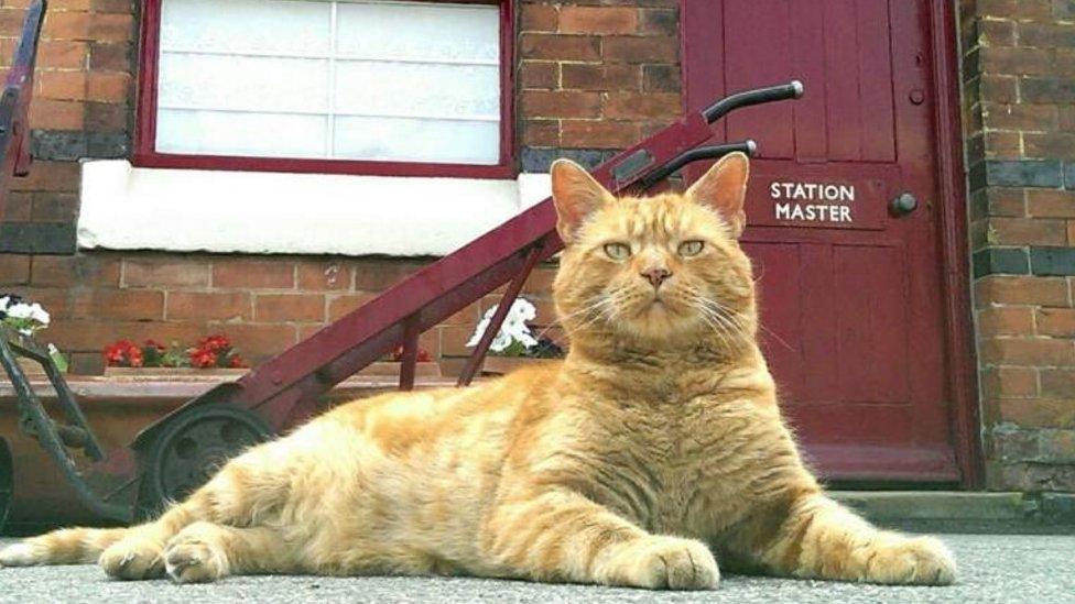 Alfie, the station cat