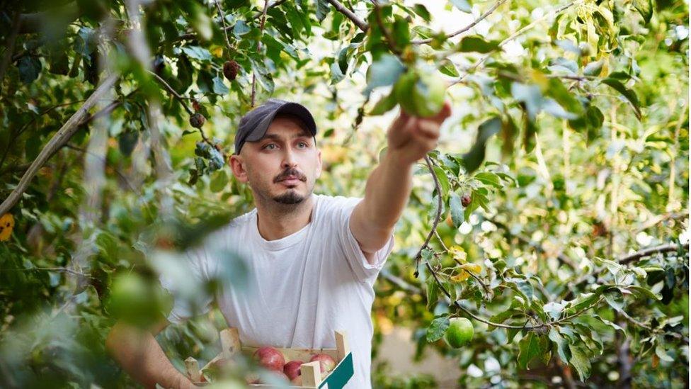 migrant worker picking fruit