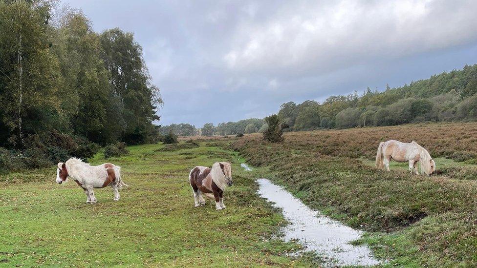 SUNDAY - Brockenhurst