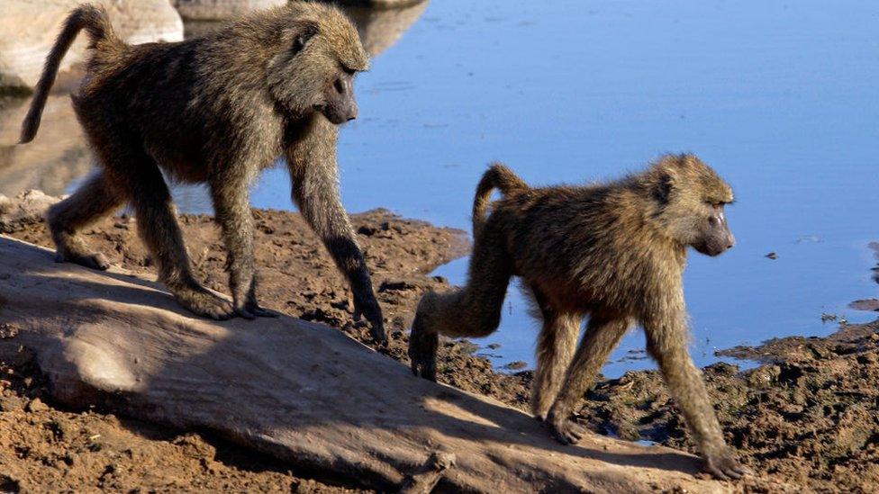 Olive baboons walking