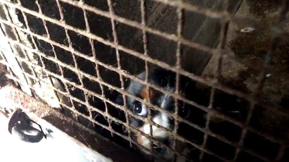 A young dog in a caged enclosure at a puppy farm in Carmarthenshire in Wales