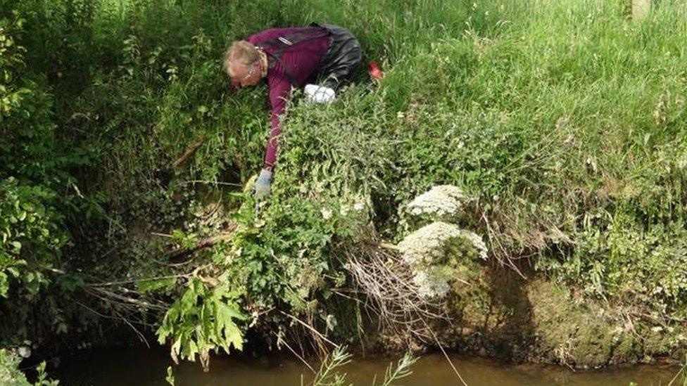 Giant hogweed