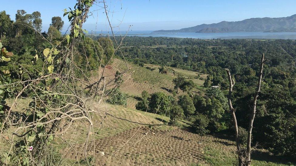 Trees are often cleared for agriculture