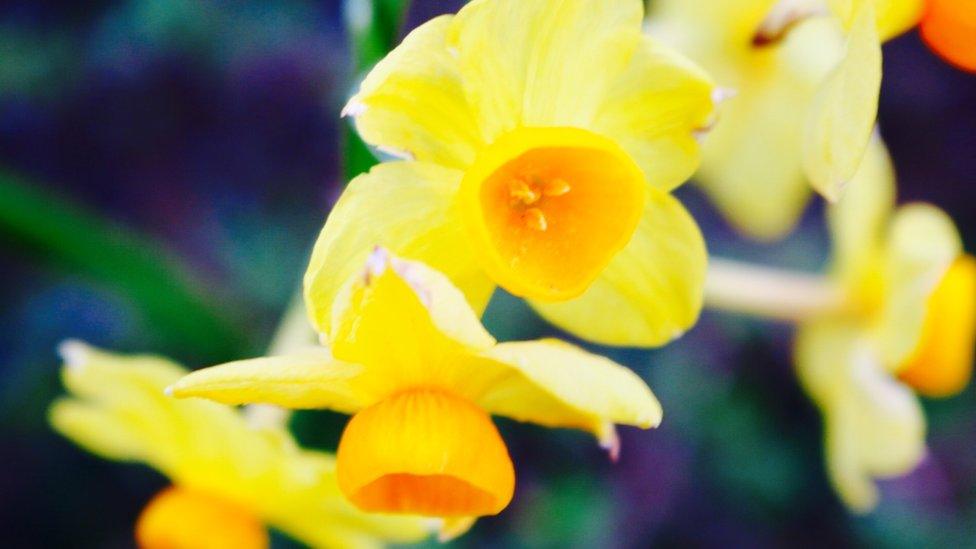 Spring flowers in Abingdon