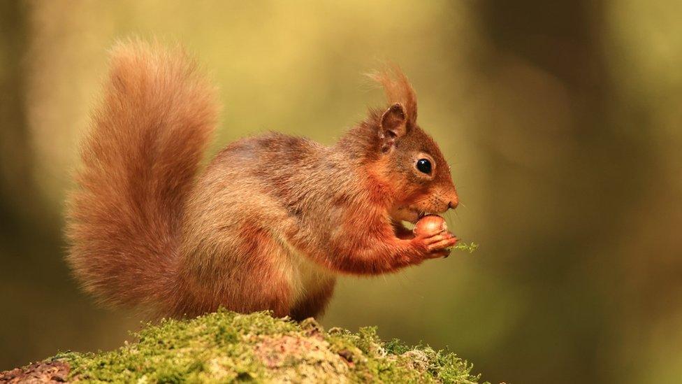 A red squirrel eating a nut