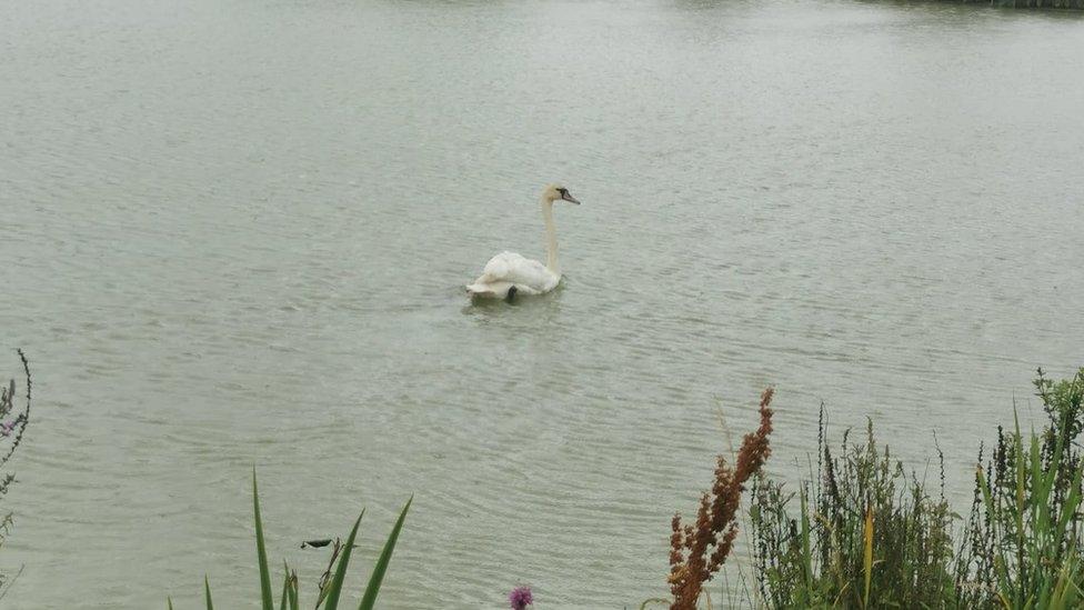 Swan on water