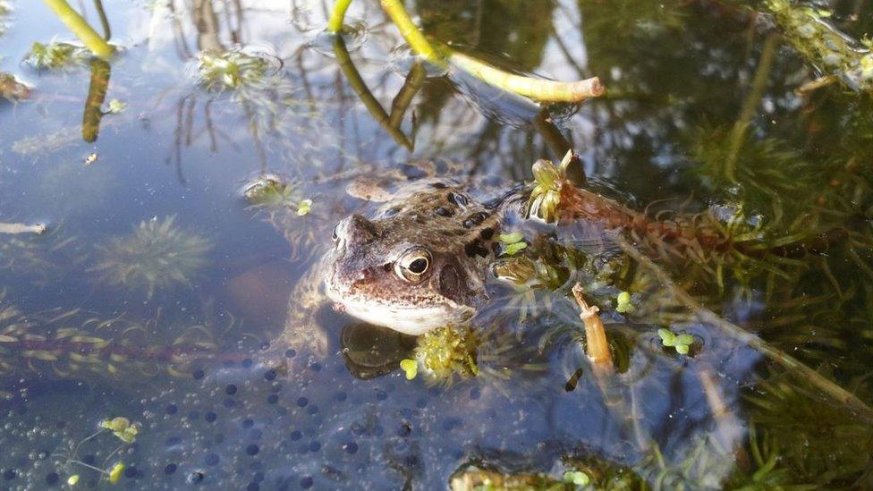 A frog in a pond