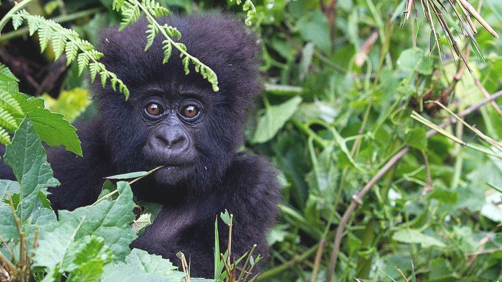 Mountain gorilla