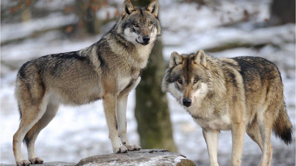 File image of a pair of European grey wolves