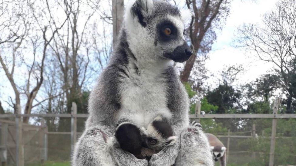 Ring-tailed lemur with two babies