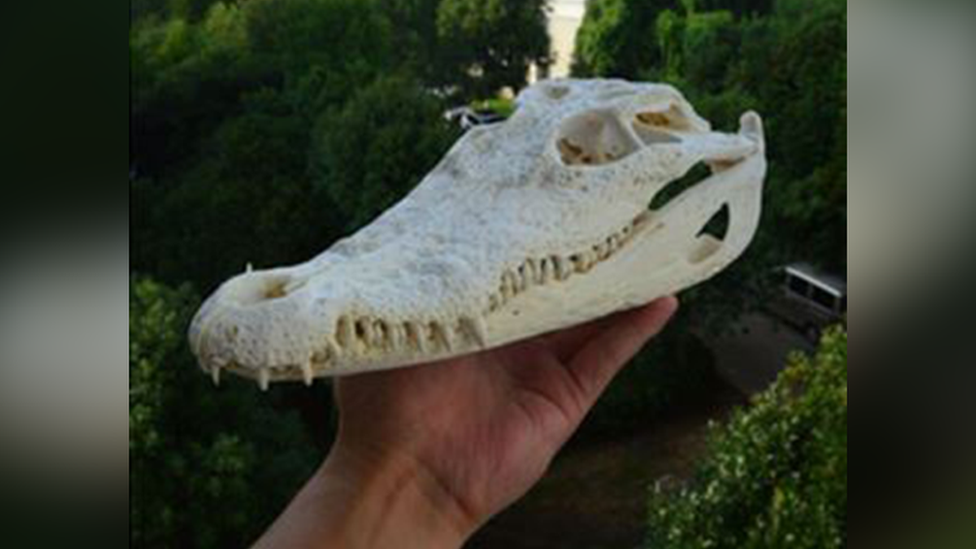 Seized crocodile skull