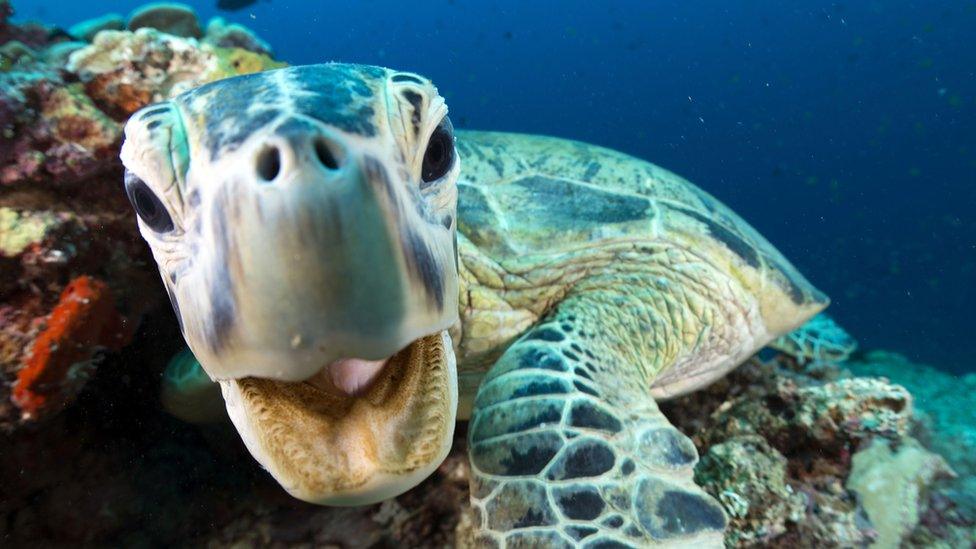 A cheeky green turtle in Sipadan, Borneo, Malaysia