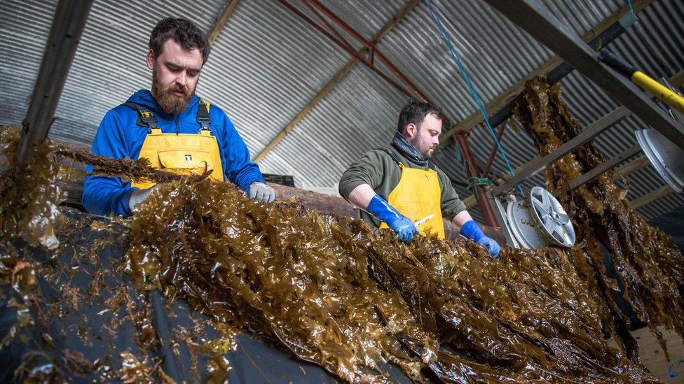 Seaweed being processed at The Seaweed Company's Irish facility