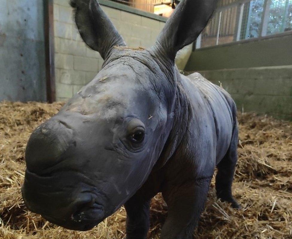 The white rhino calf