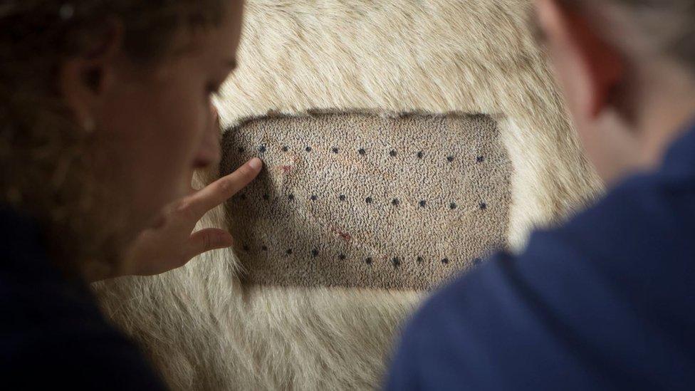 Tests being carried out on Victor the polar bear