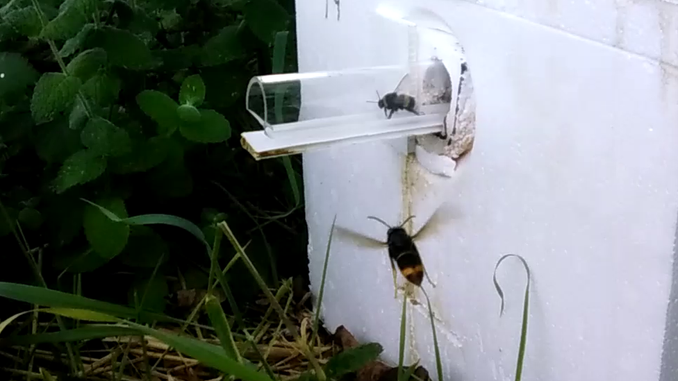 An Asian hornet outside the bumblebee colony