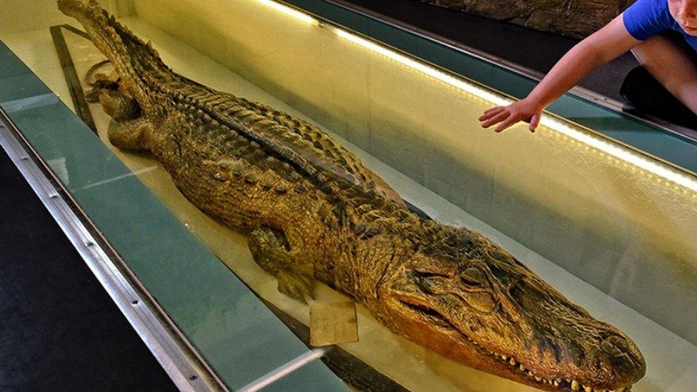 The crocodile at Wakefield Museum