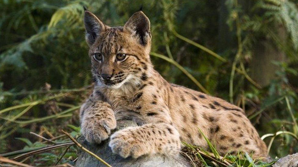 A lynx