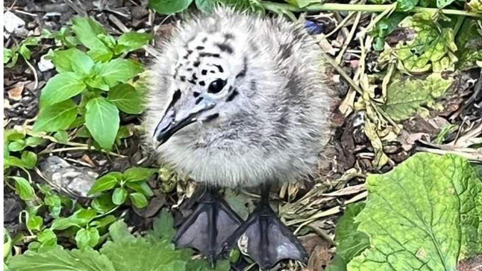 Baby seagull