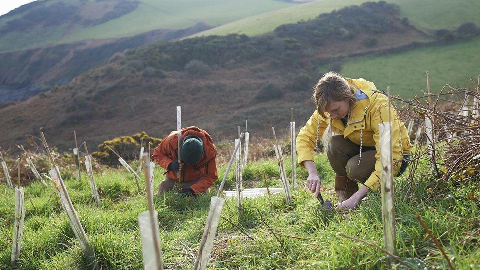 Two people planning trees on a hillside