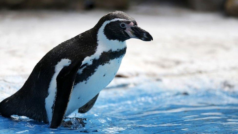 Humboldt penguin (file picture)